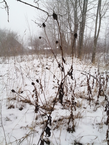 cutleaf coneflower