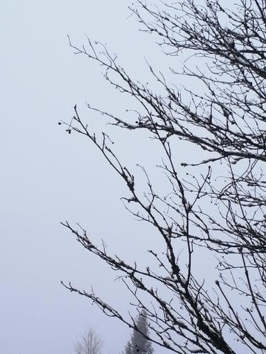 Dwarf Serviceberry
