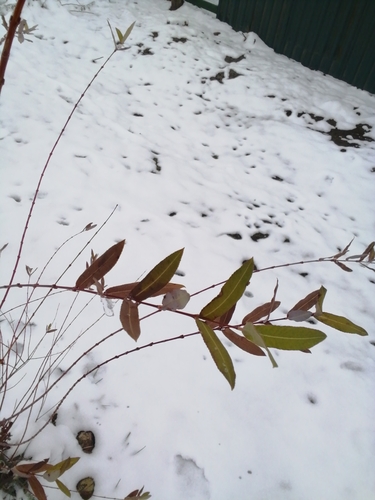 dappled willow