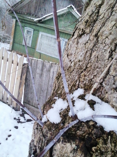 box elder