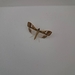 Maruca vitrata