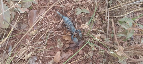 African Emperor Scorpions