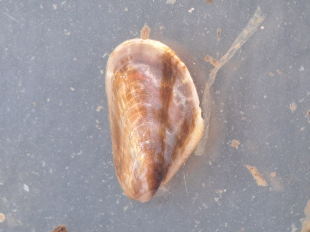 Mediterranean Mussel