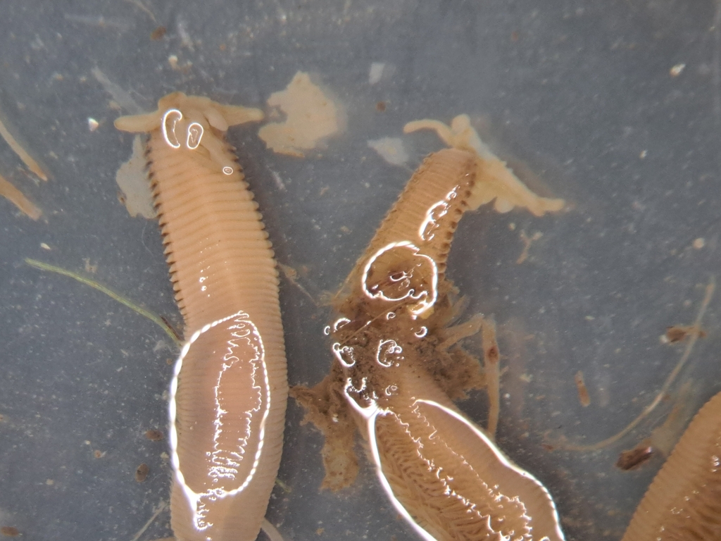 Naineris laevigata