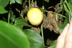 Passiflora edulis flavicarpa