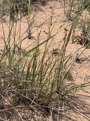 Carex silicea
