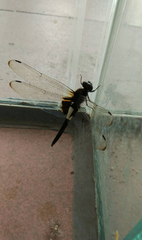 Pseudothemis zonata