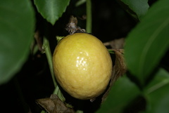 Passiflora edulis flavicarpa