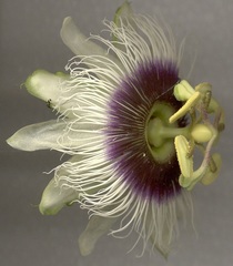 Passiflora edulis flavicarpa
