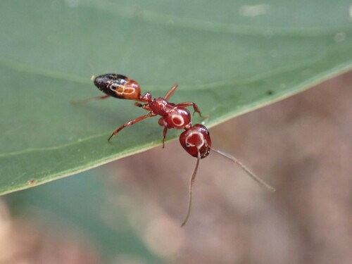 Camponotus putatusCamponotus putatus