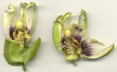 Passiflora edulis flavicarpa