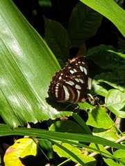 Phaedyma columella singa