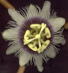 Passiflora edulis flavicarpa