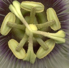 Passiflora edulis flavicarpa