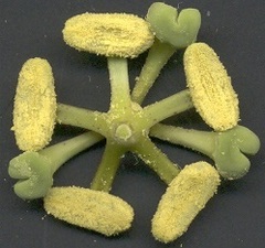 Passiflora edulis flavicarpa