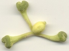 Passiflora edulis flavicarpa