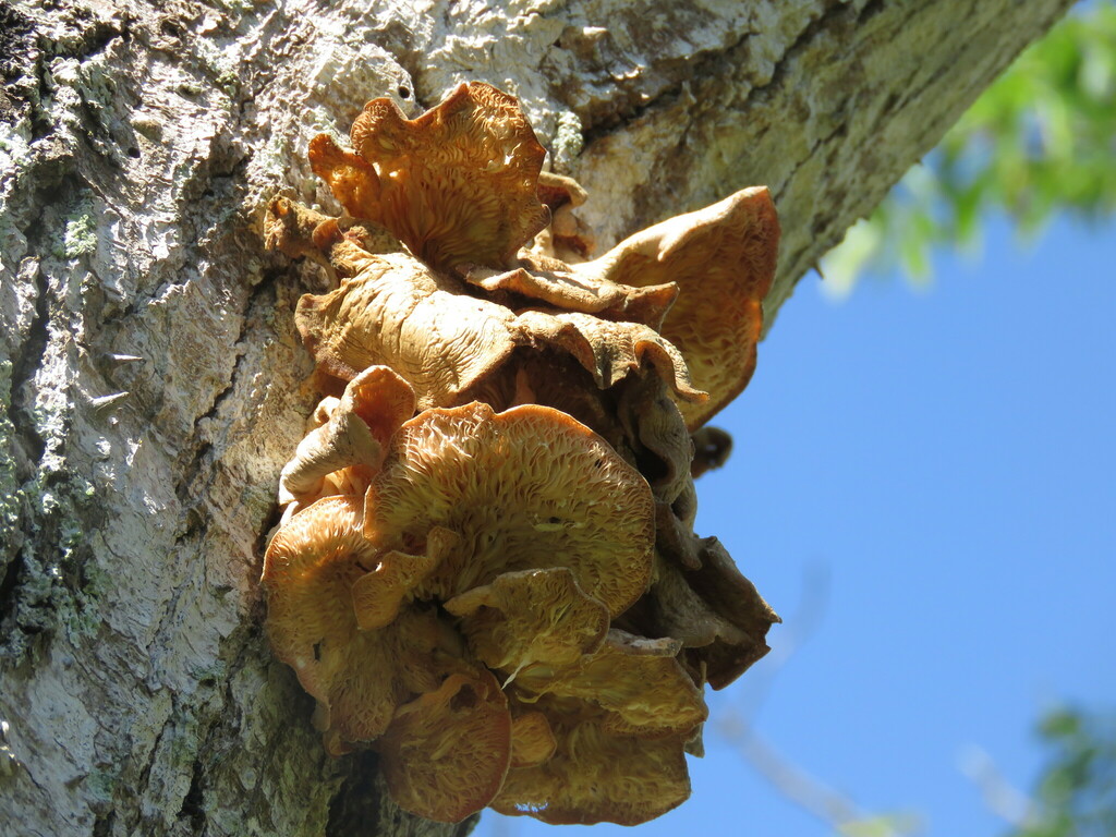 Pleurotus djamor · November 2024 · photo: © gabrieljovencio (iNaturalist, cc-by)