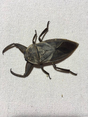 Kirkaldyia deyrolli