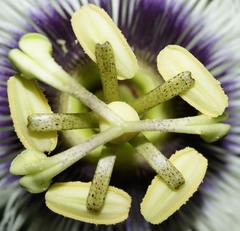 Passiflora edulis flavicarpa