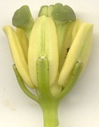 Passiflora edulis flavicarpa