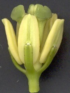 Passiflora edulis flavicarpa