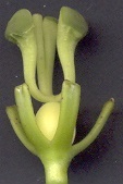 Passiflora edulis flavicarpa