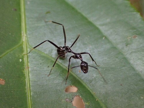 Camponotus karahaCamponotus karaha
