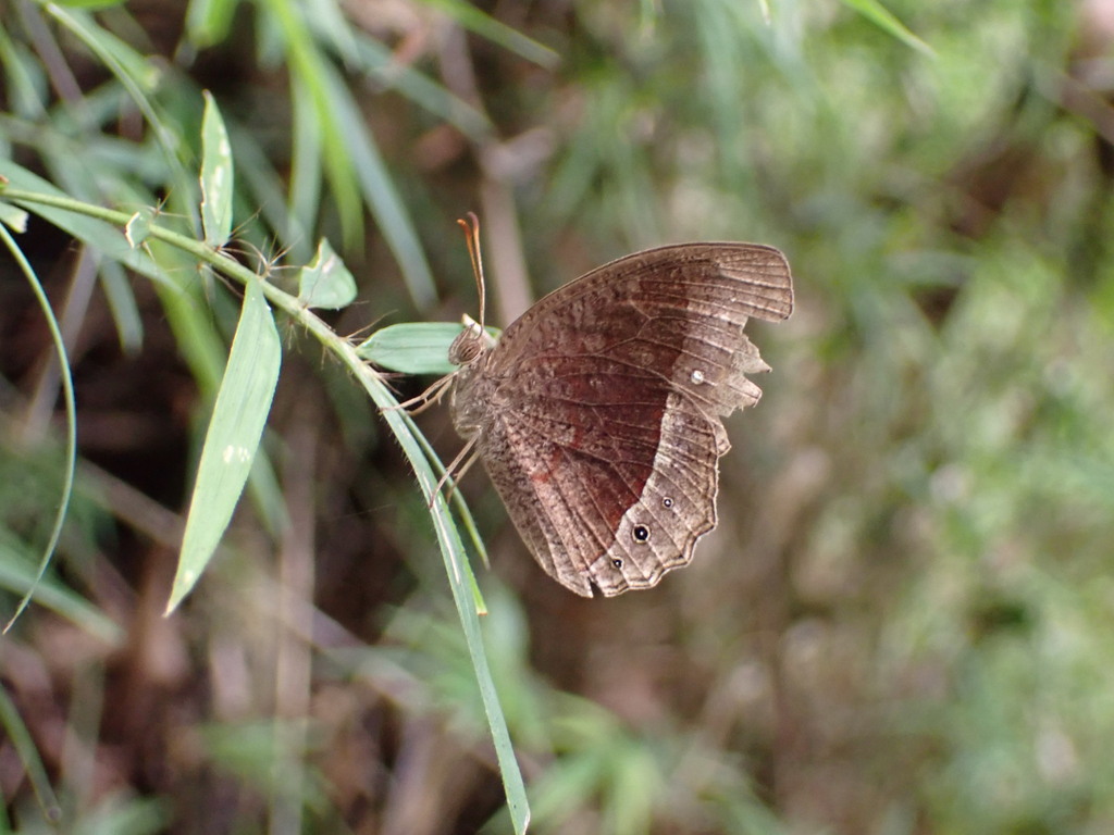 Heteropsis bicristata