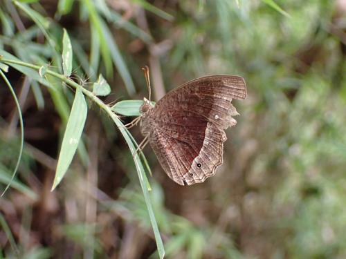Heteropsis bicristata
