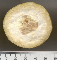 Passiflora edulis flavicarpa