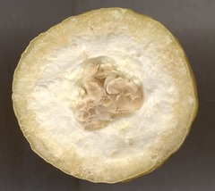 Passiflora edulis flavicarpa