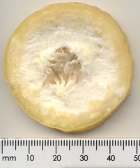 Passiflora edulis flavicarpa