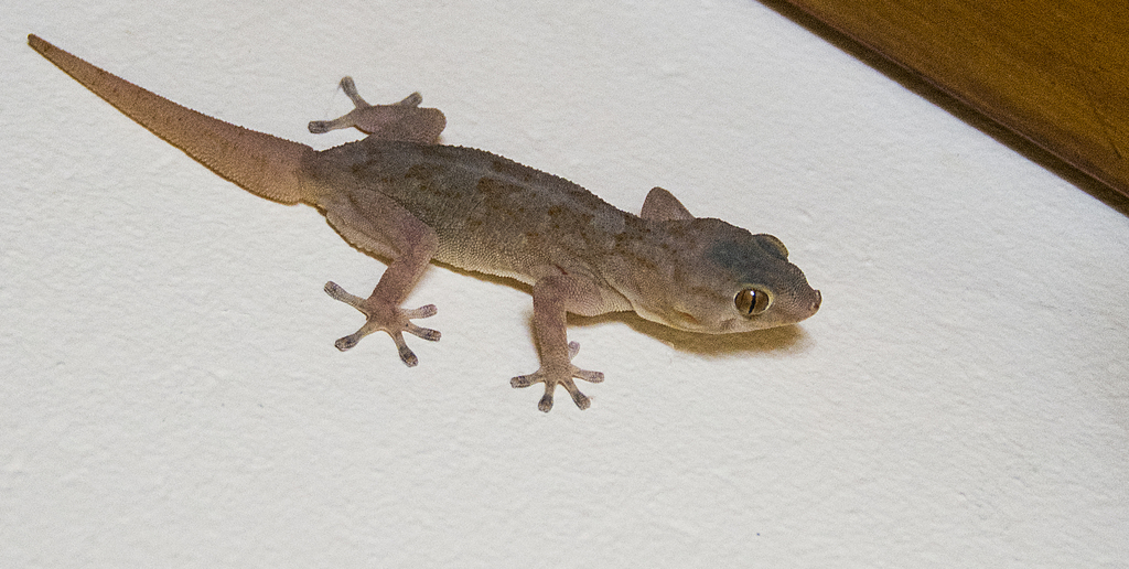 Haacke's Gecko