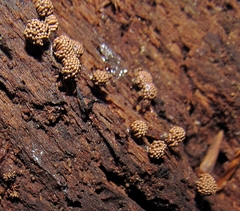 Tubifera corymbosa