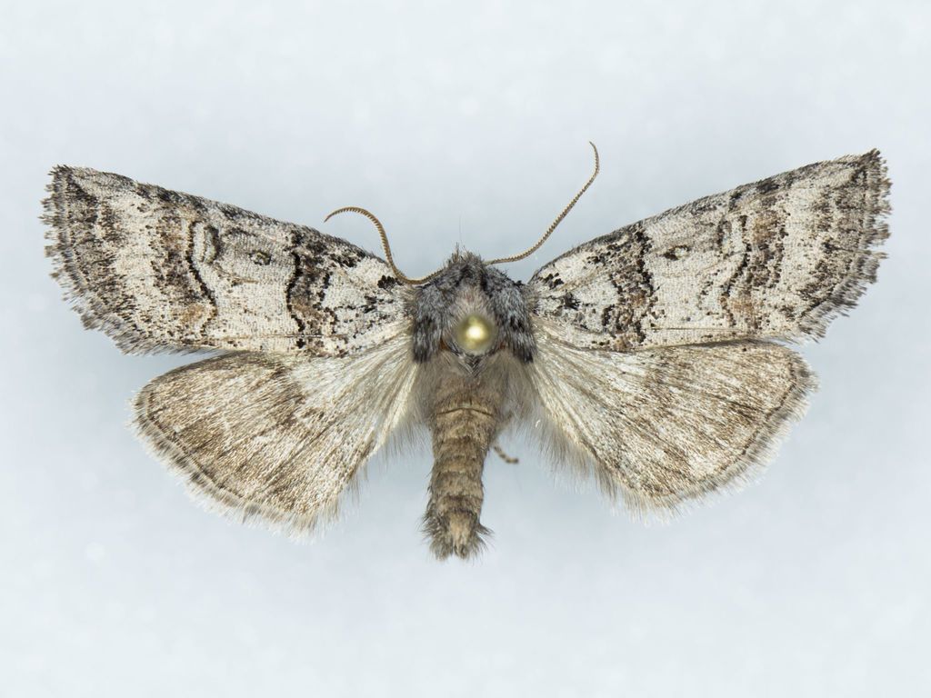 Bycombia