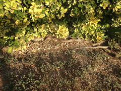 Masticophis flagellum testaceus