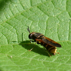 Stratiomyomorpha