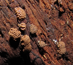 Tubifera corymbosa