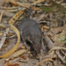 Etruscan Shrew - Photo (c) Michael Sveikutis, some rights reserved (CC BY-ND)