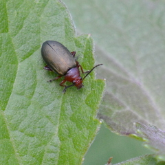 Phrynocepha