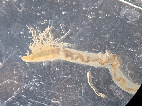 Timarete filigera