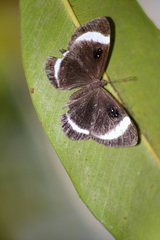 Mesosemia pardalis