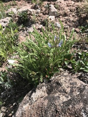 Oxytropis borealis viscida