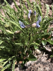 Oxytropis borealis viscida