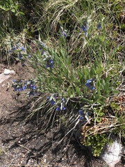 Mertensia lanceolata