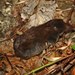 Valais Shrew - Photo (c) Hectonichus, some rights reserved (CC BY-SA)