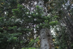 Pseudotsuga