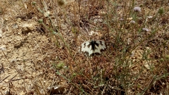 Melanargia galathea