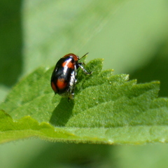 Smaragdina quadripartita