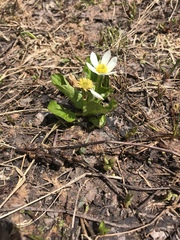 Caltha chionophila